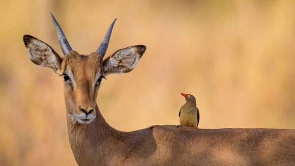 Impala e una bufaga beccorosso, Sudafrica