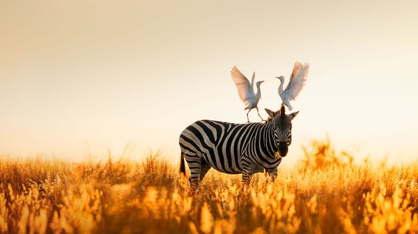 Cattle egrets atop a Burchell's zebra in Rietvlei Nature Reserve, South Africa