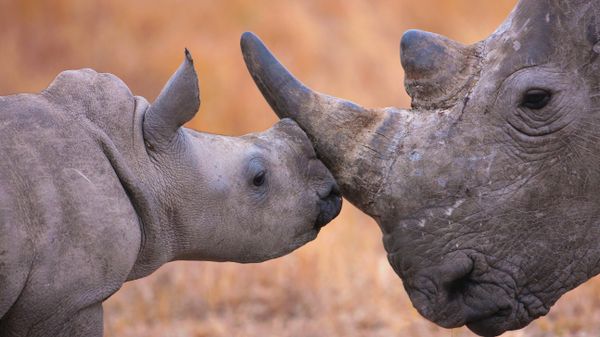 Baby white rhinoceros and mother, Hluhluwe–Imfolozi Park, South Africa