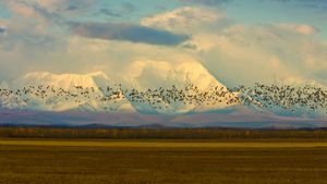 Sandhill cranes over barley fields near the Alaska Range, Delta Junction, Alaska (© Yva Momatiuk and John Eastcott/Minden Pictures)(Bing New Zealand)