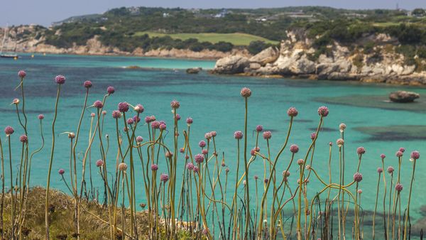 Petites fleurs roses le long d’une crique, Bonifacio, Corse, France