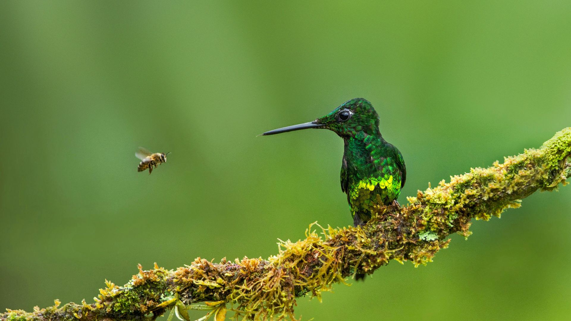 Empress brilliant hummingbird and a bee in Colombia