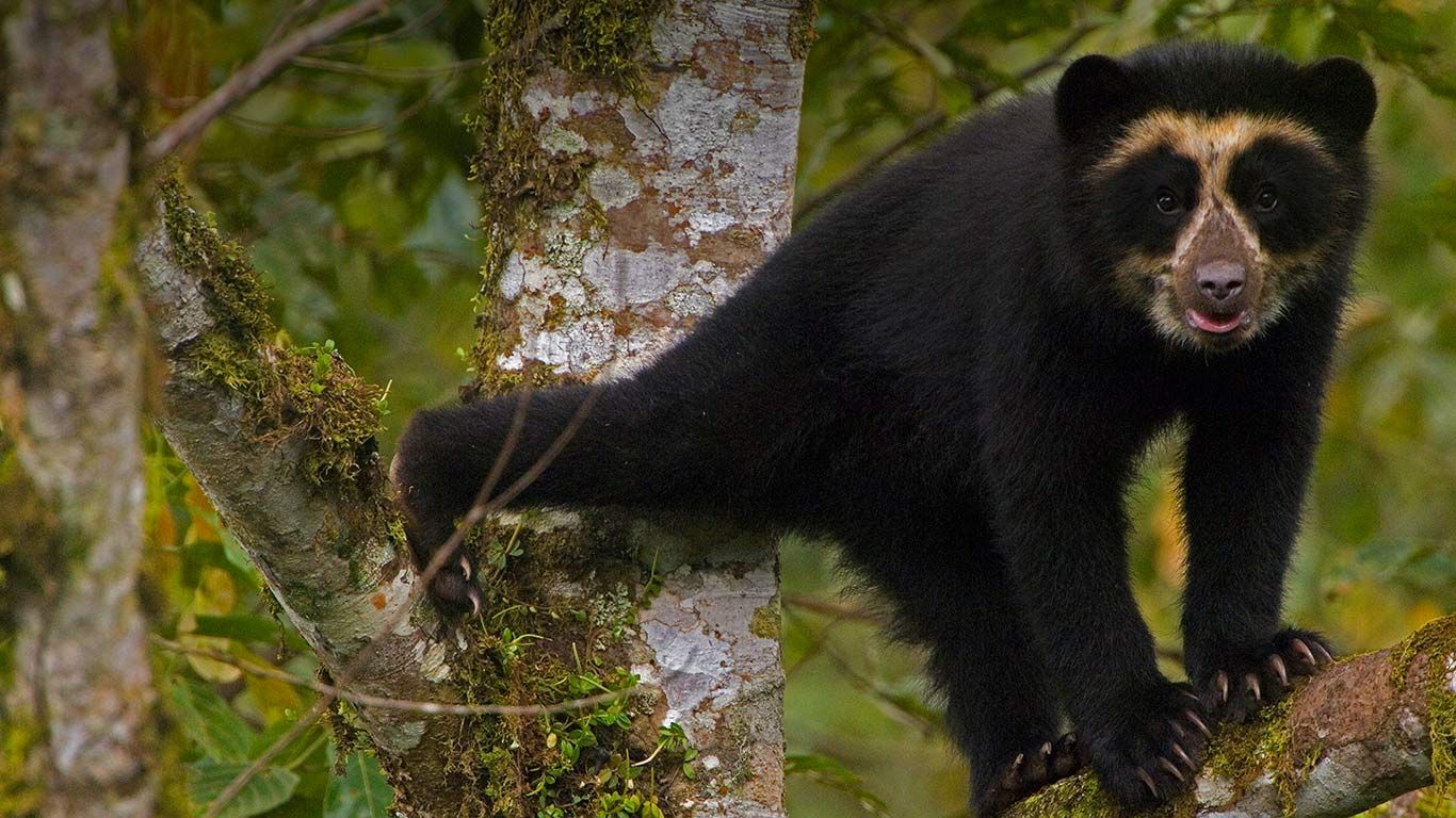 A spectacled bear cub in Maquipucuna Cloudforest Reserve, Ecuador
