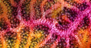 Close up of a colorful sea fan off Raja Ampat Islands, West Papua, Indonesia (© Matthew Oldfield Underwater Photography/Alamy) &copy; (Bing New Zealand)