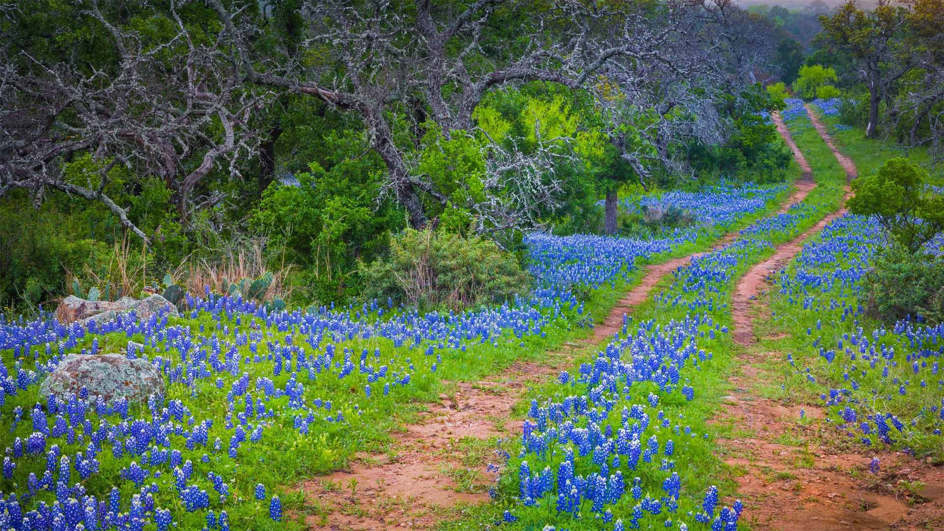 Bluebonnets poussant le long d\'un sentier au Texas, États-Unis