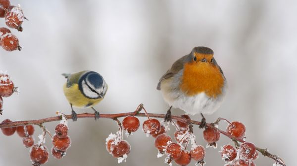 A robin and blue tit perched on a twig with frozen crab apples