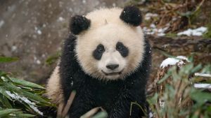 パンダの赤ちゃん, 中国 (© Cheryl Schneider/Alamy)(Bing Japan)