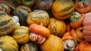 Pumpkins and squashes (© bobkeenan/Getty Images)(Bing New Zealand)