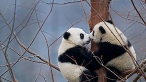 【今日国际接吻节】两只大熊猫宝宝，中国 (© Mitsuaki Iwago/Minden Pictures)(Bing China)