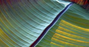 Detail of a banana leaf, Mainau Island, Germany (© Egon Bömsch /Age footstock) &copy; (Bing New Zealand)