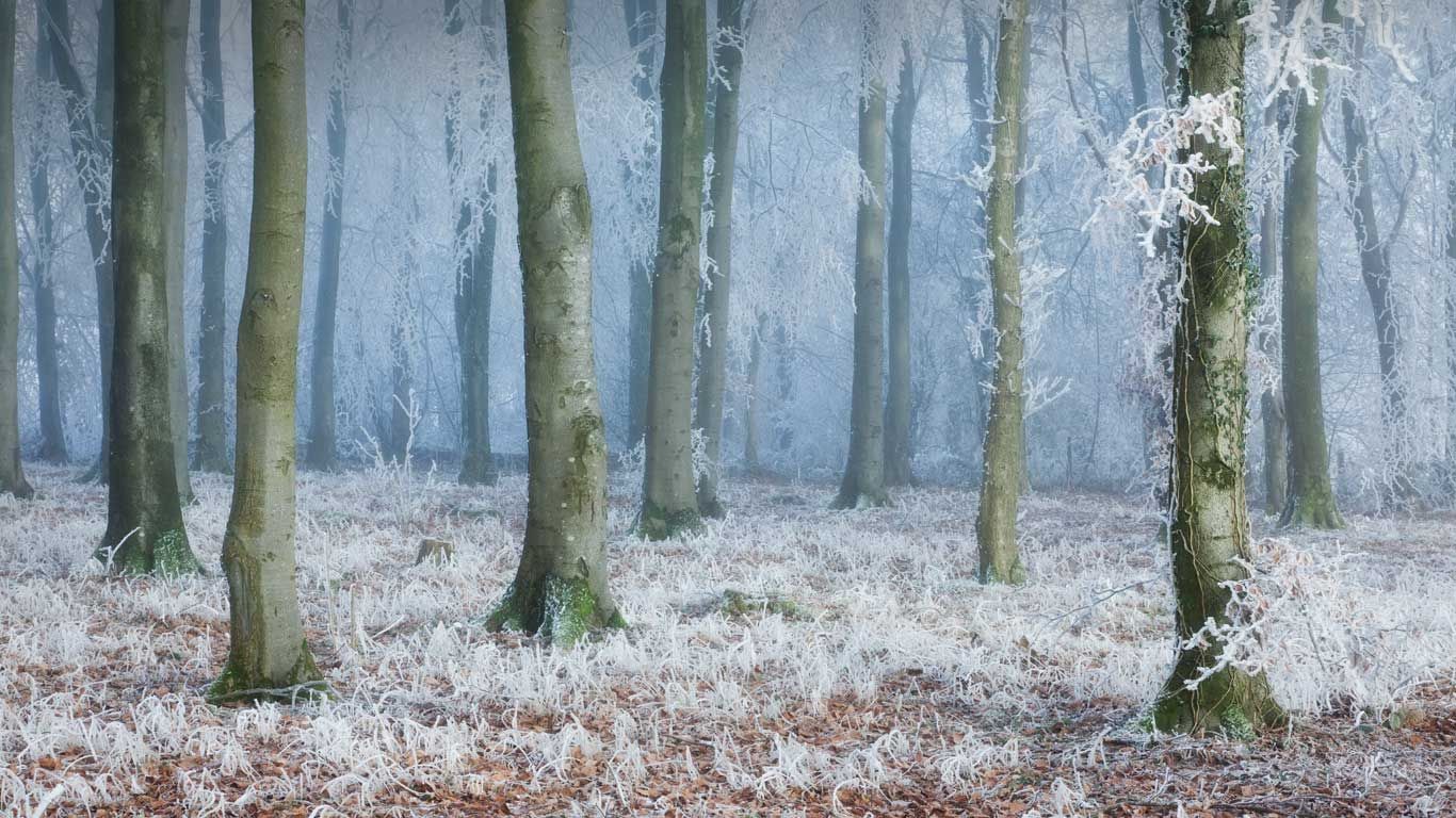 Beech woodland in Compton Abbas, Dorset, England