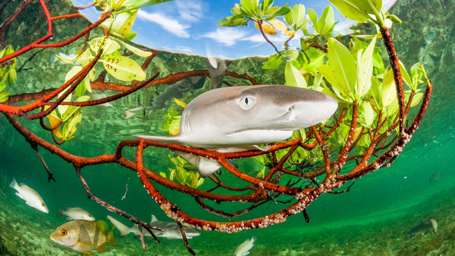 Zitronenhai-Jungtier im Mangrovenwald, Eleuthera, Bahamas