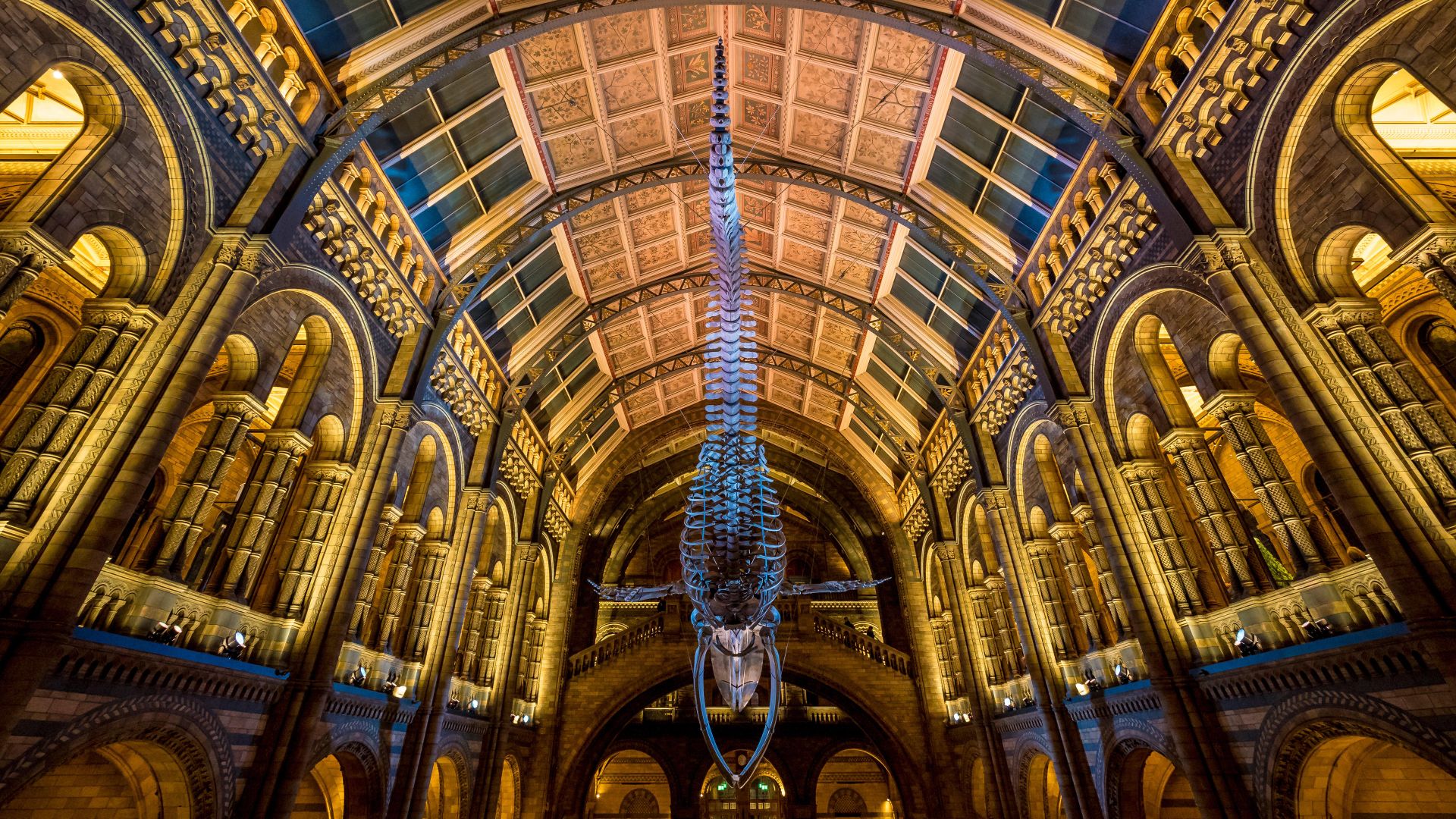 Scheletro della balenottera Azzurra “Hope”, Museo di Storia Naturale di Londra, Inghilterra