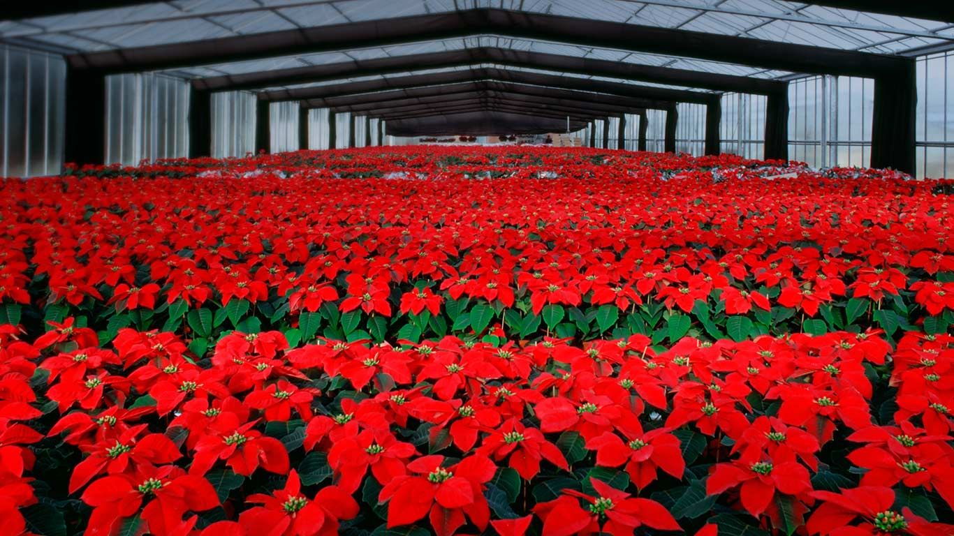 Poinsettia flowers cultivation in greenhouse