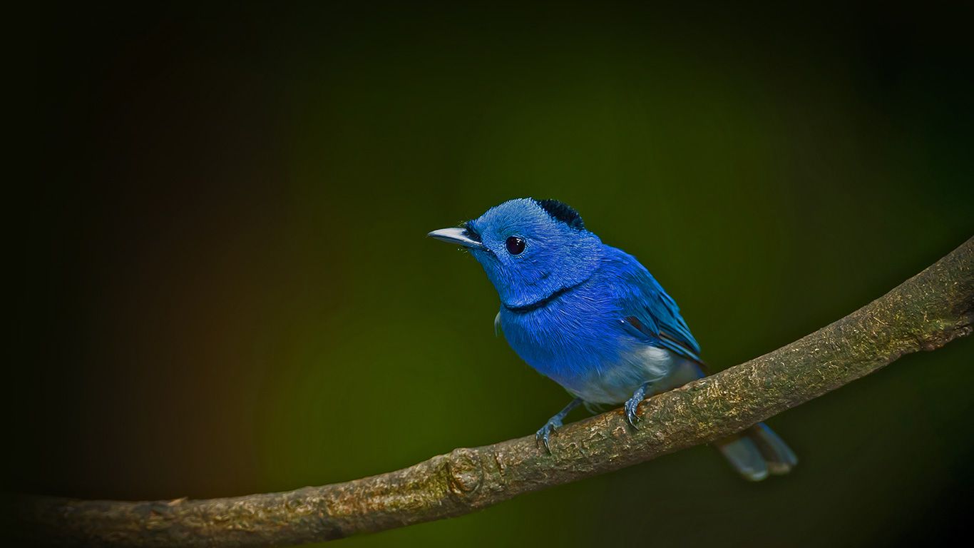 Male black-naped monarch