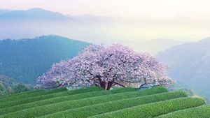 ｢遠山桜｣熊本, あさぎり町 (© Aflo Relax/Masterfile)(Bing Japan)