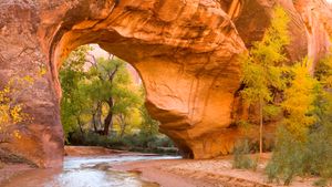 Cottonwoods through an arch in Coyote Gulch, Glen Canyon Recreation Area, Utah, USA (© Stephen Matera/TANDEM Stills + Motion)(Bing United Kingdom)