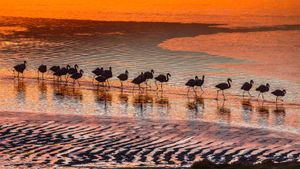 Flamingos in the Eduardo Avaroa Andean Fauna National Reserve in Bolivia (© Art Wolfe/Danita Delimont)(Bing Australia)