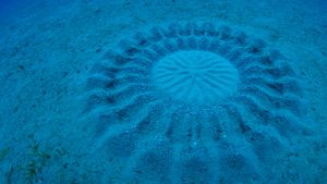 Sand patterns made by pufferfish near Amami Oshima, Kagoshima, Japan (© Yoji Okata/Minden Pictures)(Bing Australia)