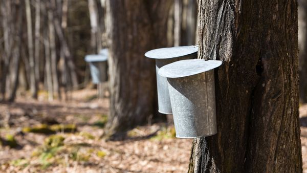Buckets on maple trees collecting sap for maple syrup