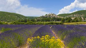 Lavender fields, Banon, France (© Roland Gerth/Corbis)(Bing Australia)
