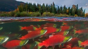 亚当斯河里的红鲑鱼，加拿大不列颠哥伦比亚省 (© Yva Momatiuk and John Eastcott/Minden Pictures)(Bing China)