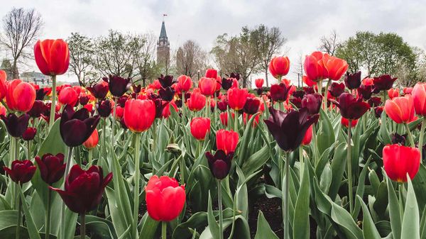 Tulips in front of the Parliament buildings in Ottawa, Canada