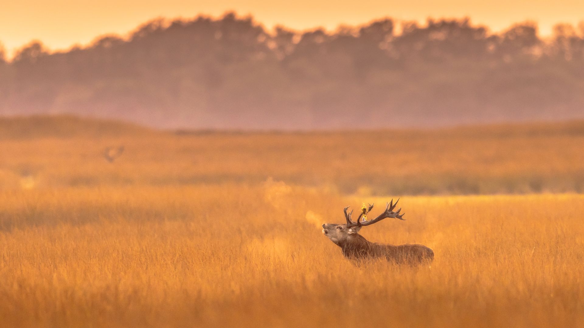 Cervo rosso, Parco Nazionale De Hoge Veluwe, Paesi Bassi