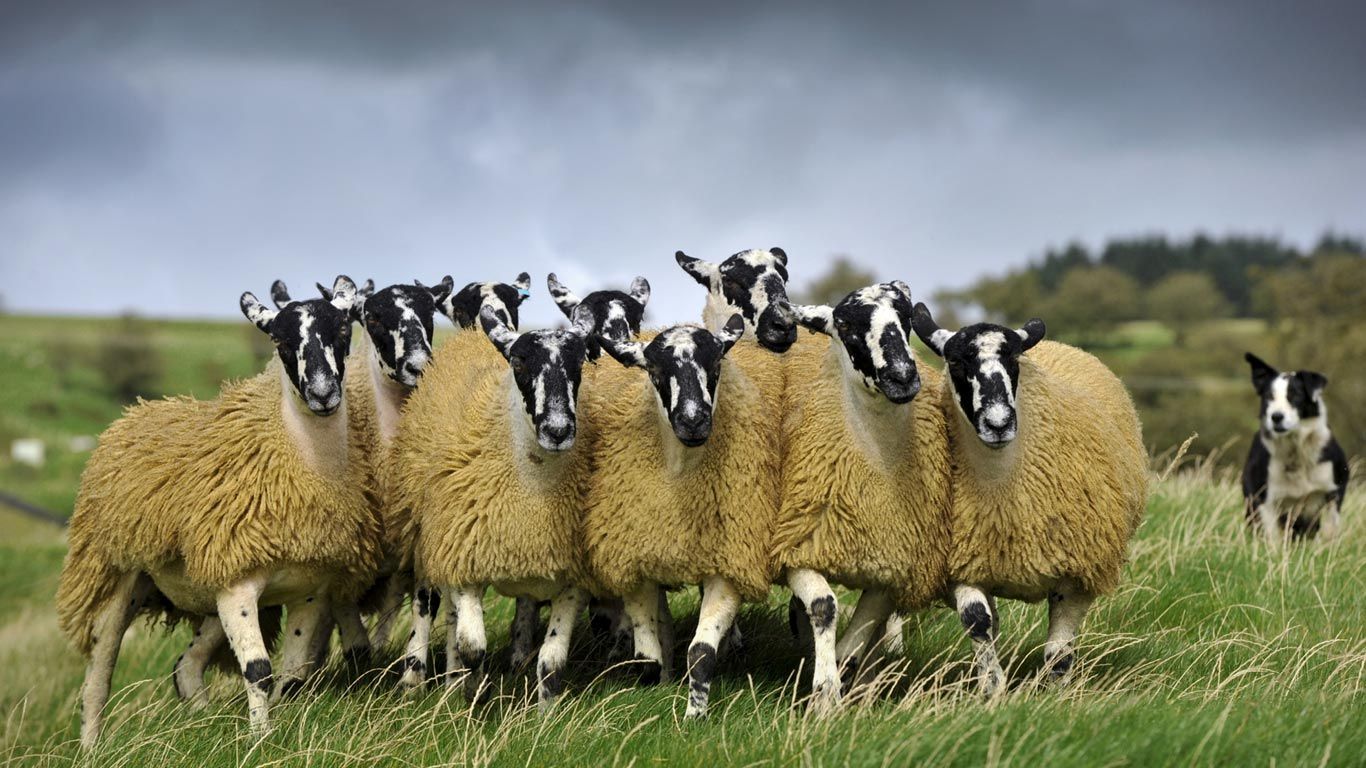 Sheep with a border collie in England