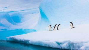氷山の上に立つアデリーペンギン, 南極大陸 (© Patrick J. Endres/Getty Images)(Bing Japan)