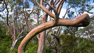 塔斯马尼亚高山黄桉（假少花桉），费尔德山国家公园，塔斯马尼亚州，澳大利亚 (© Ignacio Palacios/Getty Images)(Bing China)