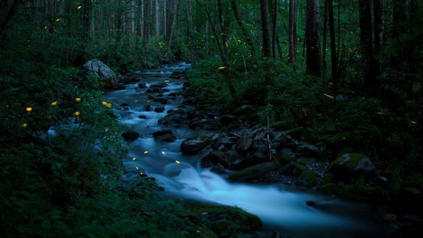 Lucciole sincrone, Parco Nazionale delle Great Smoky Mountains, Tennessee, Stati Uniti