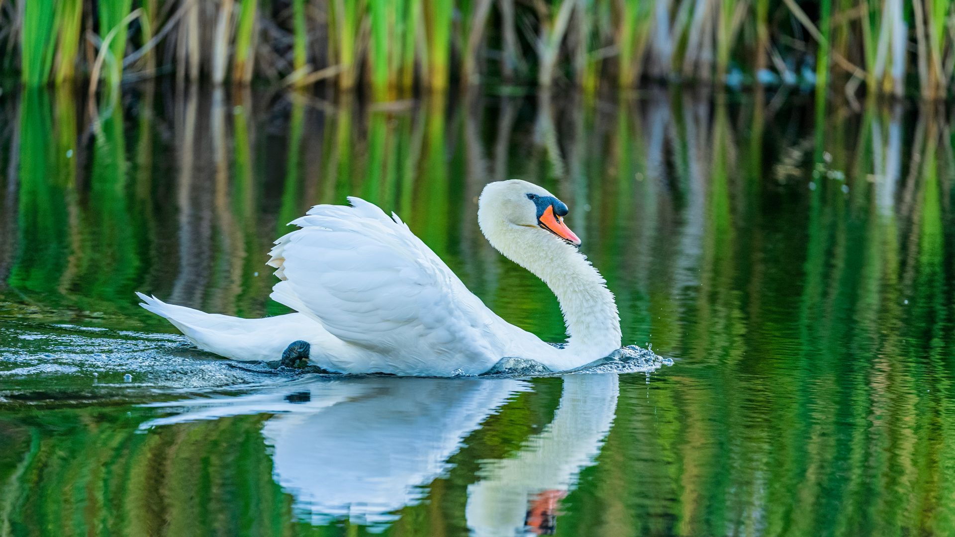 A mute swan reflected on tranquil waters