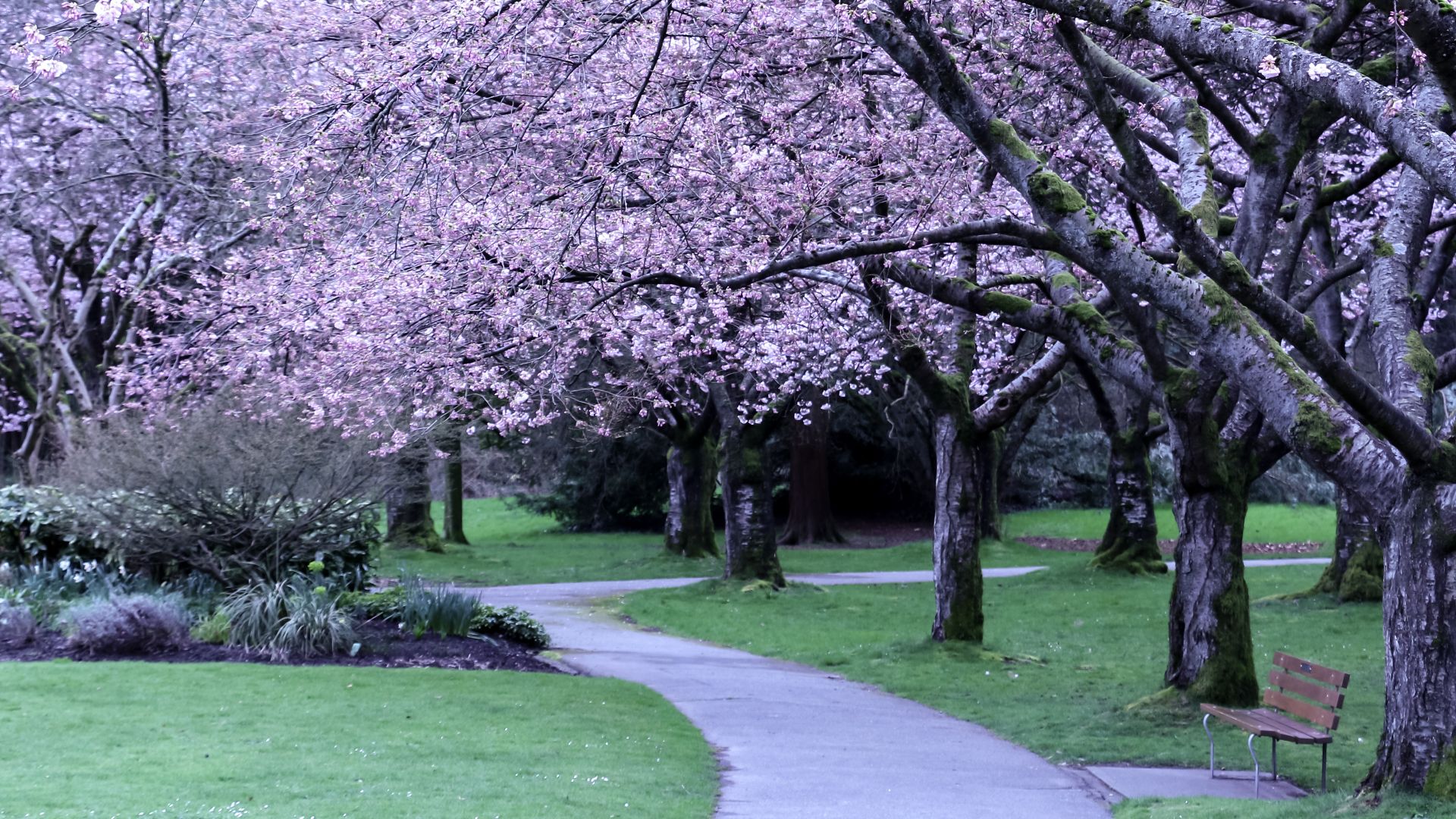 A canopy of cherry blossoms in Stanley Park, Vancouver
