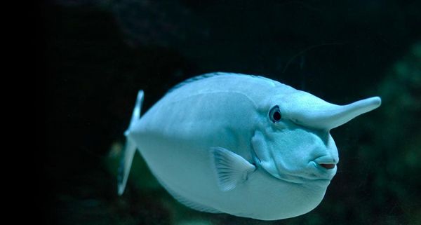 UnicornFish