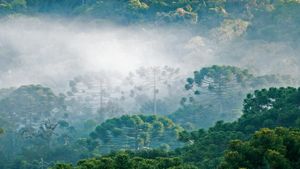 ｢パラナ松のアラウカリア林｣ブラジル (© Ralph Clevenger/Getty Images)(Bing Japan)