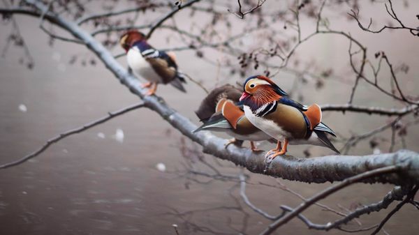 Mandarin ducks perched on a branch