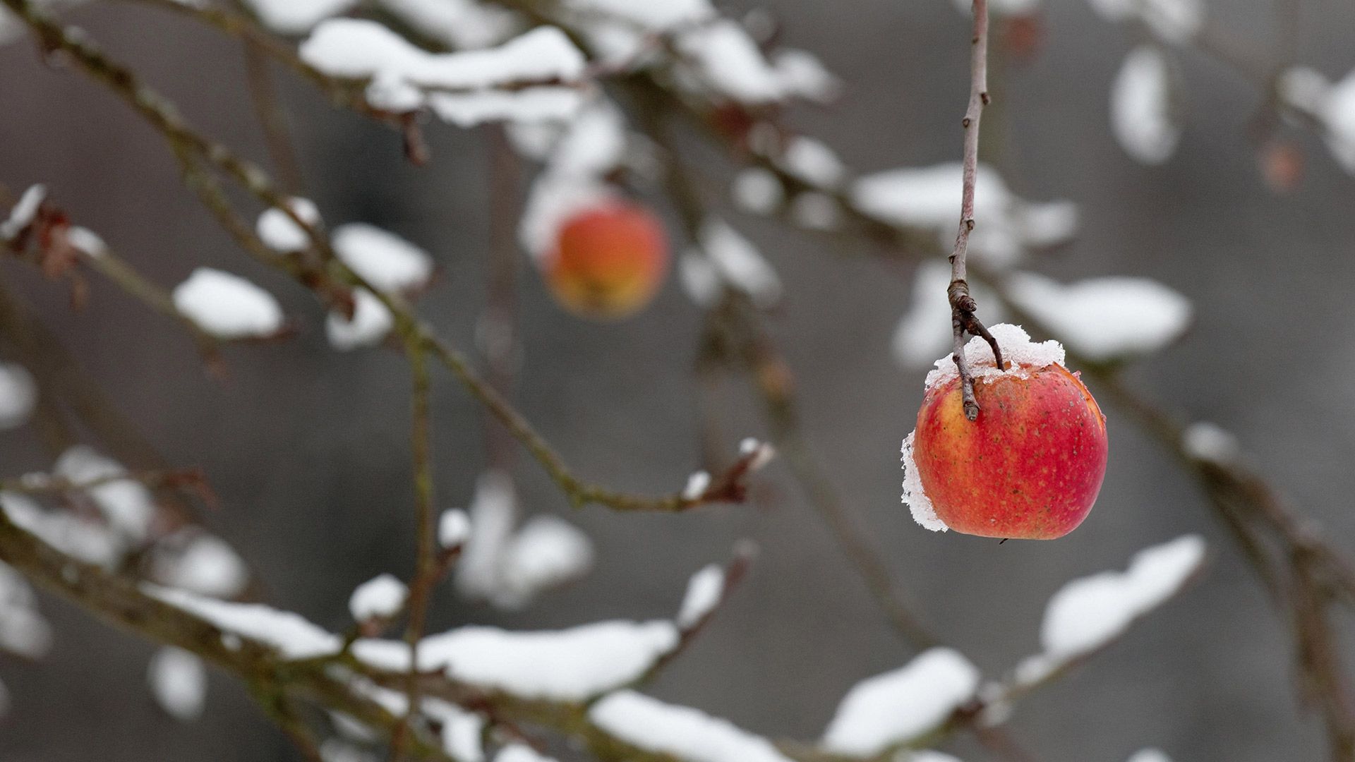A red apple clings to a broken branch heavy with snow, Coburg, Bavaria, Germany