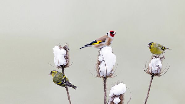 Stieglitz und Erlenzeisige bei der winterlichen Futtersuche auf den Blütenständen einer Distel, Deutschland