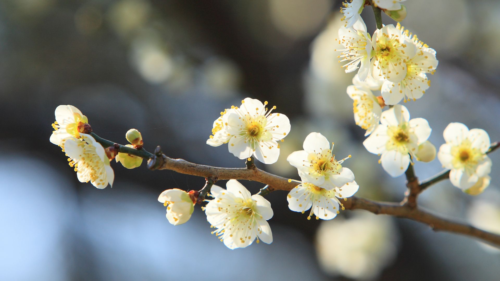 白梅の花