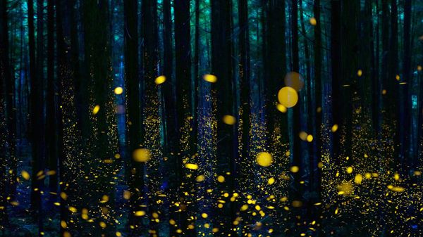 Fireflies illuminate a forest in Shikoku, Japan