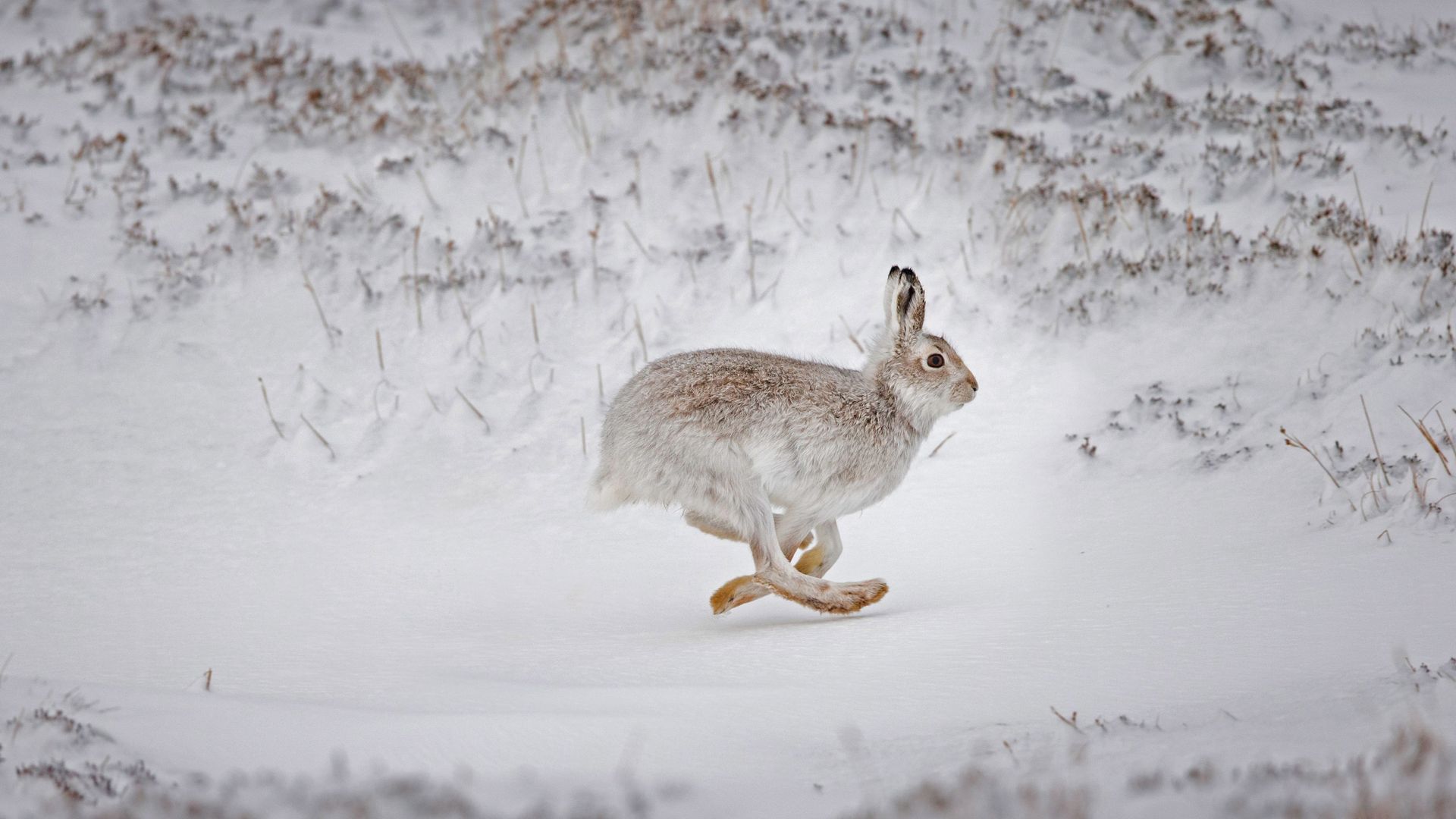 Mountain hare in Scotland