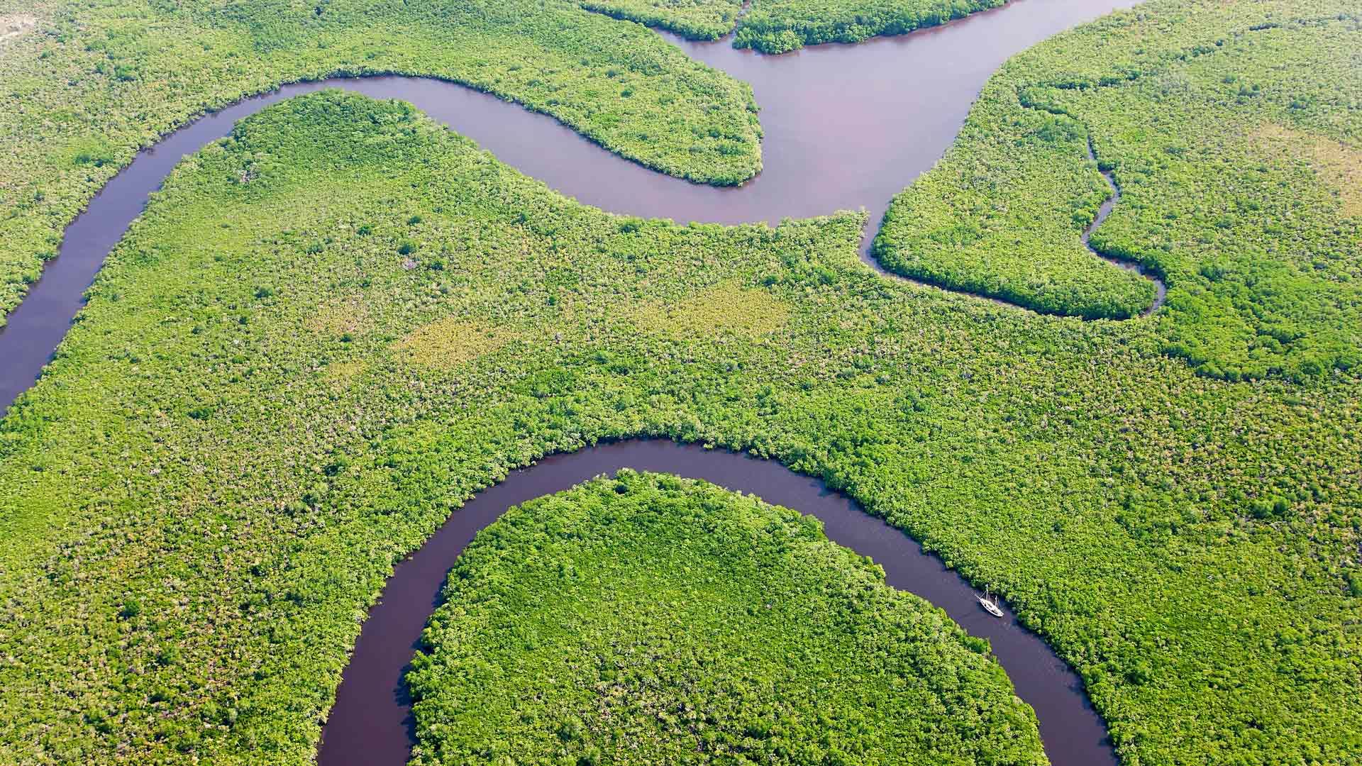 Aerial view of Daintree River and rainforest, Australia