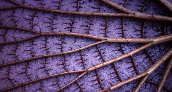 AmazonLilyPad