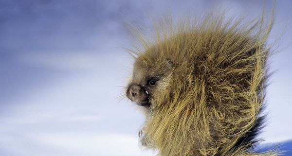 Porcupine Northern Saskatchewan, Canada
