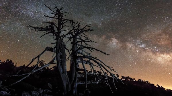Pino Loricato Fossilizzato del Pollino sulla Serra di Crispo, Calabria e Basilicata