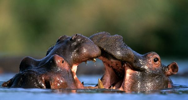 Hippopotamus