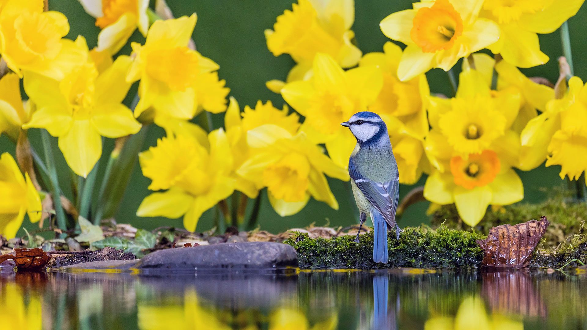 A blue tit amongst daffodils in Mid Wales, United Kingdom