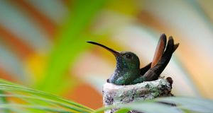 Rufous-tailed Hummingbird (Amazilia tzacatl) sitting in nest, Manuel Antonio National Park, Puntarenas, Costa Rica -- Shannon Nace/Lonely Planet Images &copy; (Bing United States)