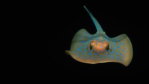 Bluespotted ribbontail ray (Taeniura lymma) in the Indian Ocean (© Jeff Rotman/NPL/Minden Pictures)(Bing Australia)